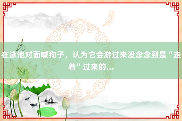 在泳池对面喊狗子，认为它会游过来没念念到是“走着”过来的...